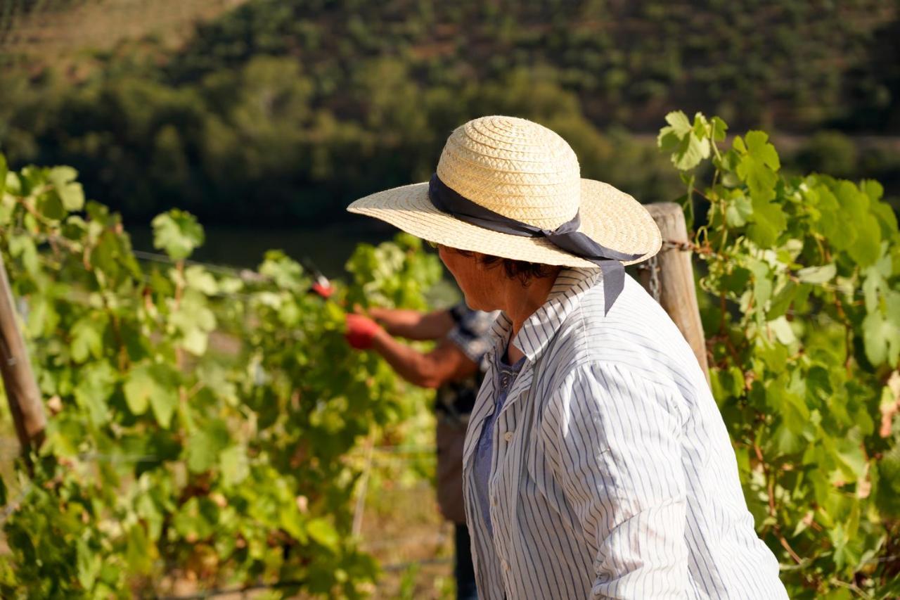 Quinta De S. Jose - Turismo Rural Ervedosa do Douro Esterno foto
